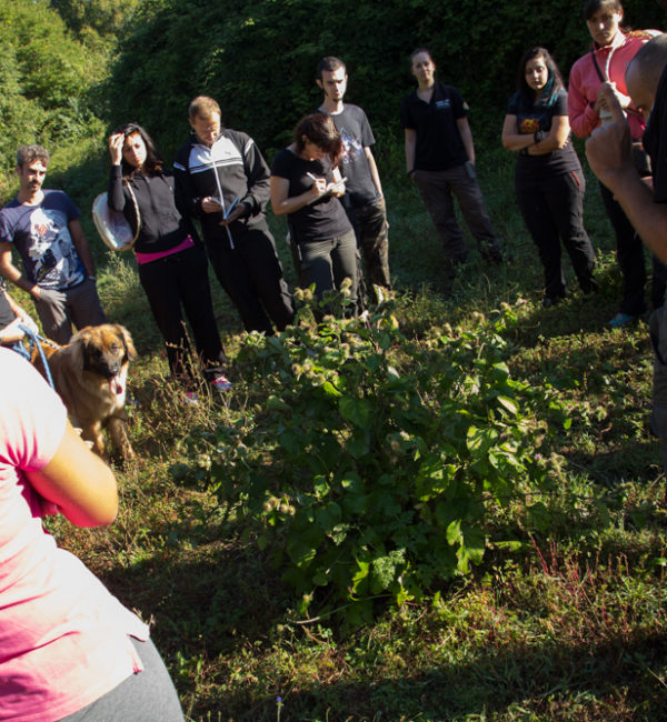 corso di erbe spontanne sos 2012 survival school (2)